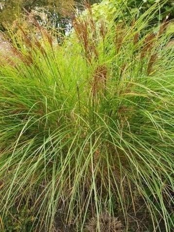 Siergras div soorten Struisriet Panicum Molinia Miscanthus +, Ophalen, Siergrassen, Volle zon
