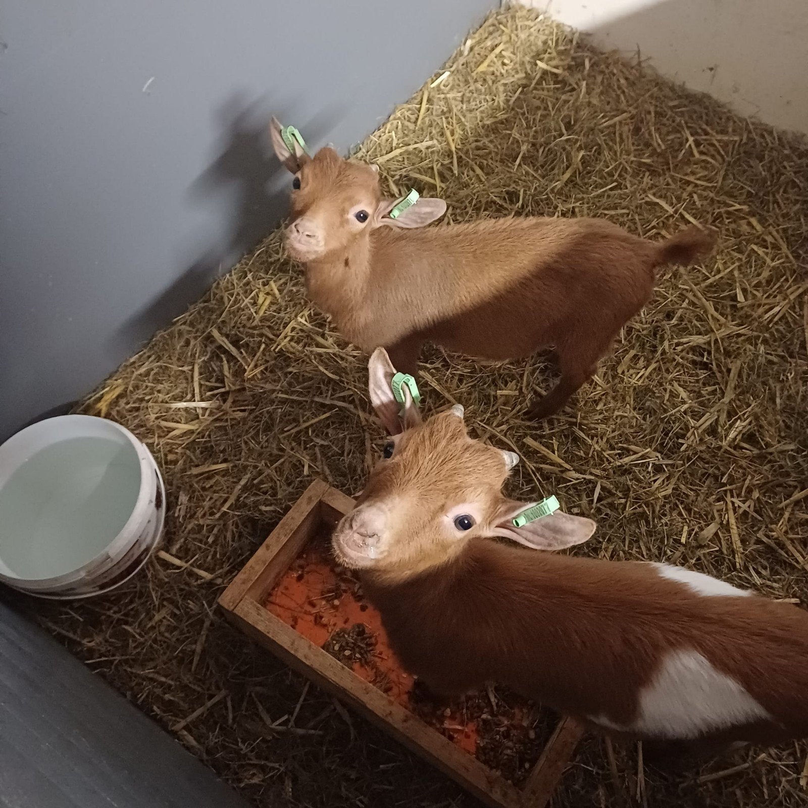 Boklammeren, Dieren en Toebehoren, Mannelijk, Geit