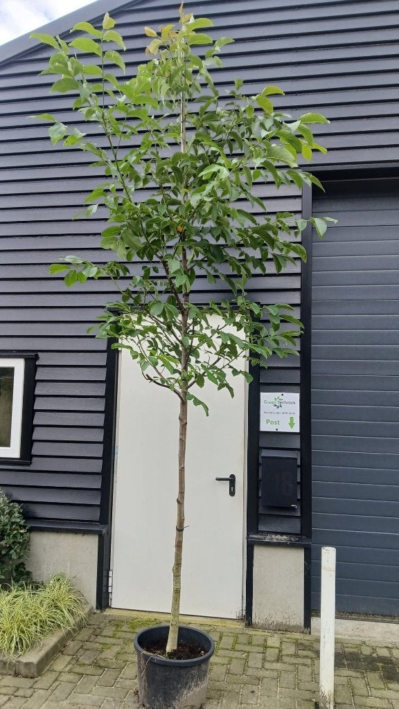 Regia juglans / Walnotenboom €65,-, Lente, 250 tot 400 cm, Volle zon, In pot