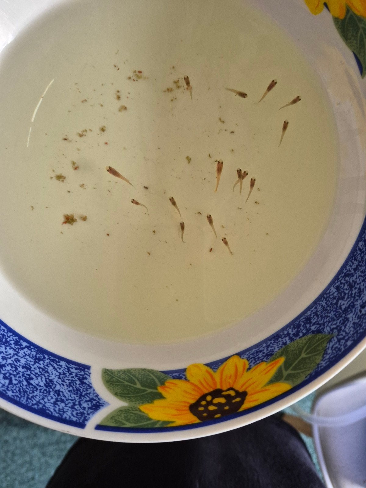 15 baby guppies. GRATIS, Dieren en Toebehoren