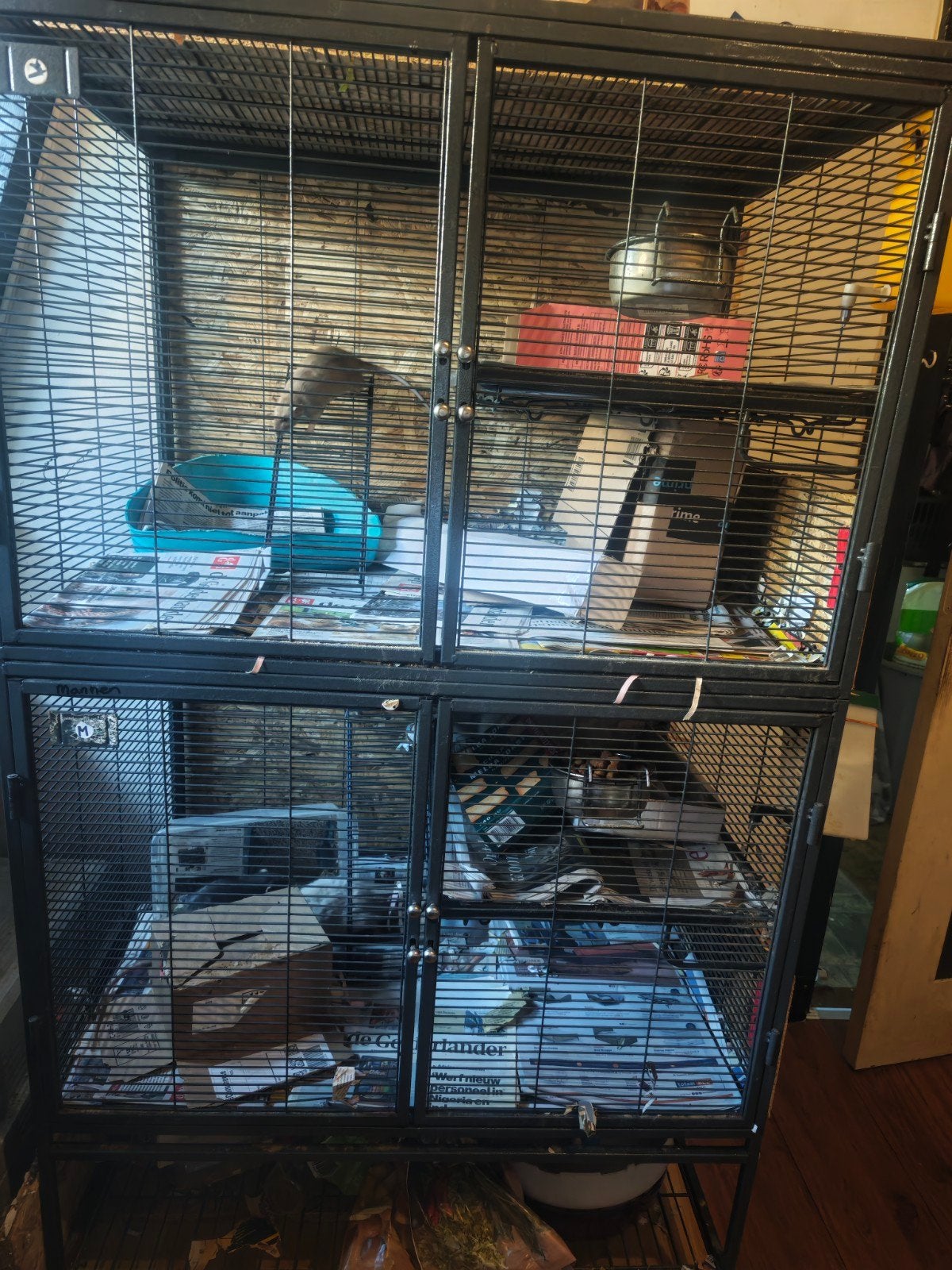 2 groepen ratten zoeken nieuw huis, Ophalen, Kooi, Rat, 90 cm of meer