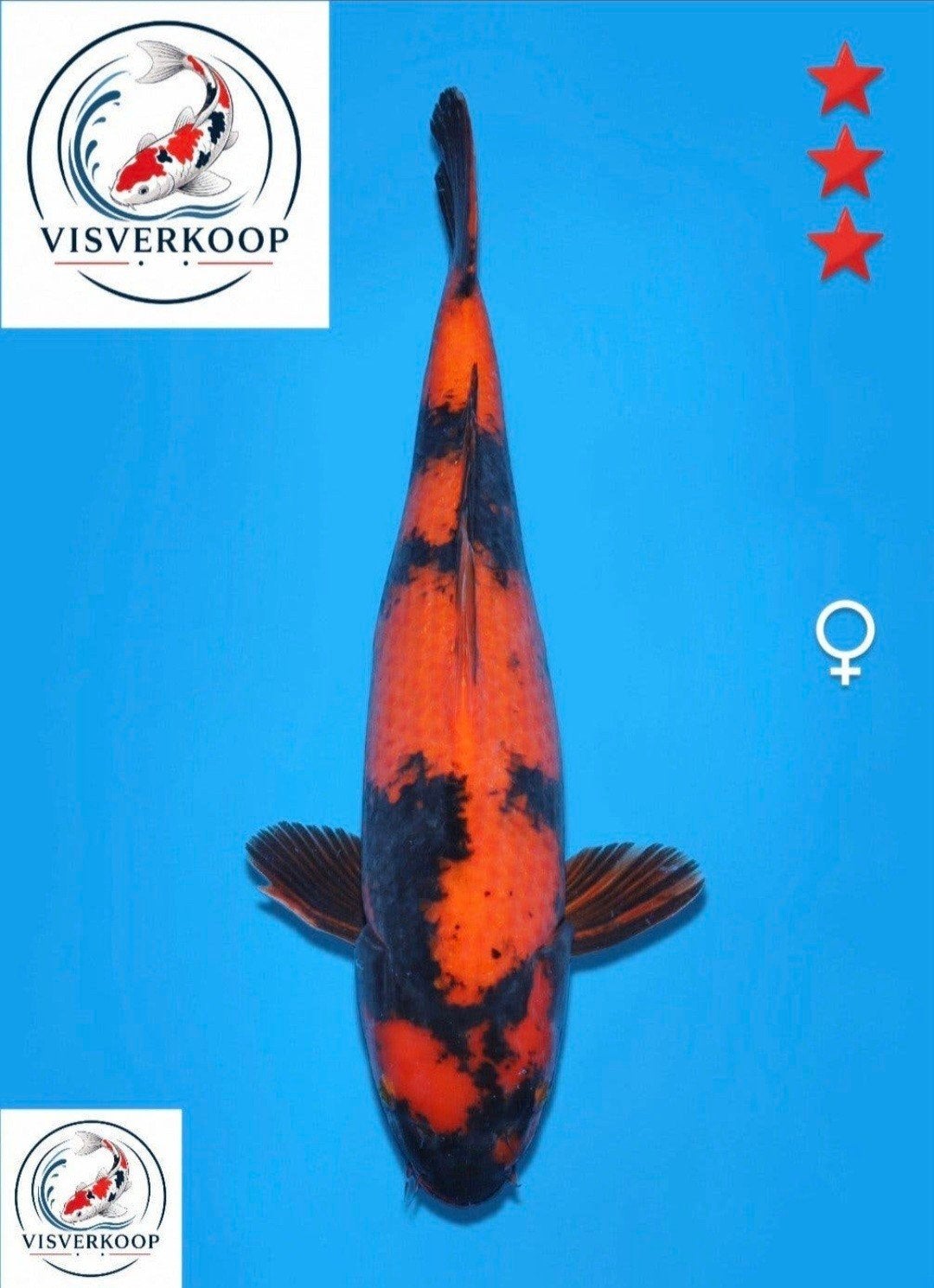 Koi Hi Utsuri., Karper of Koi