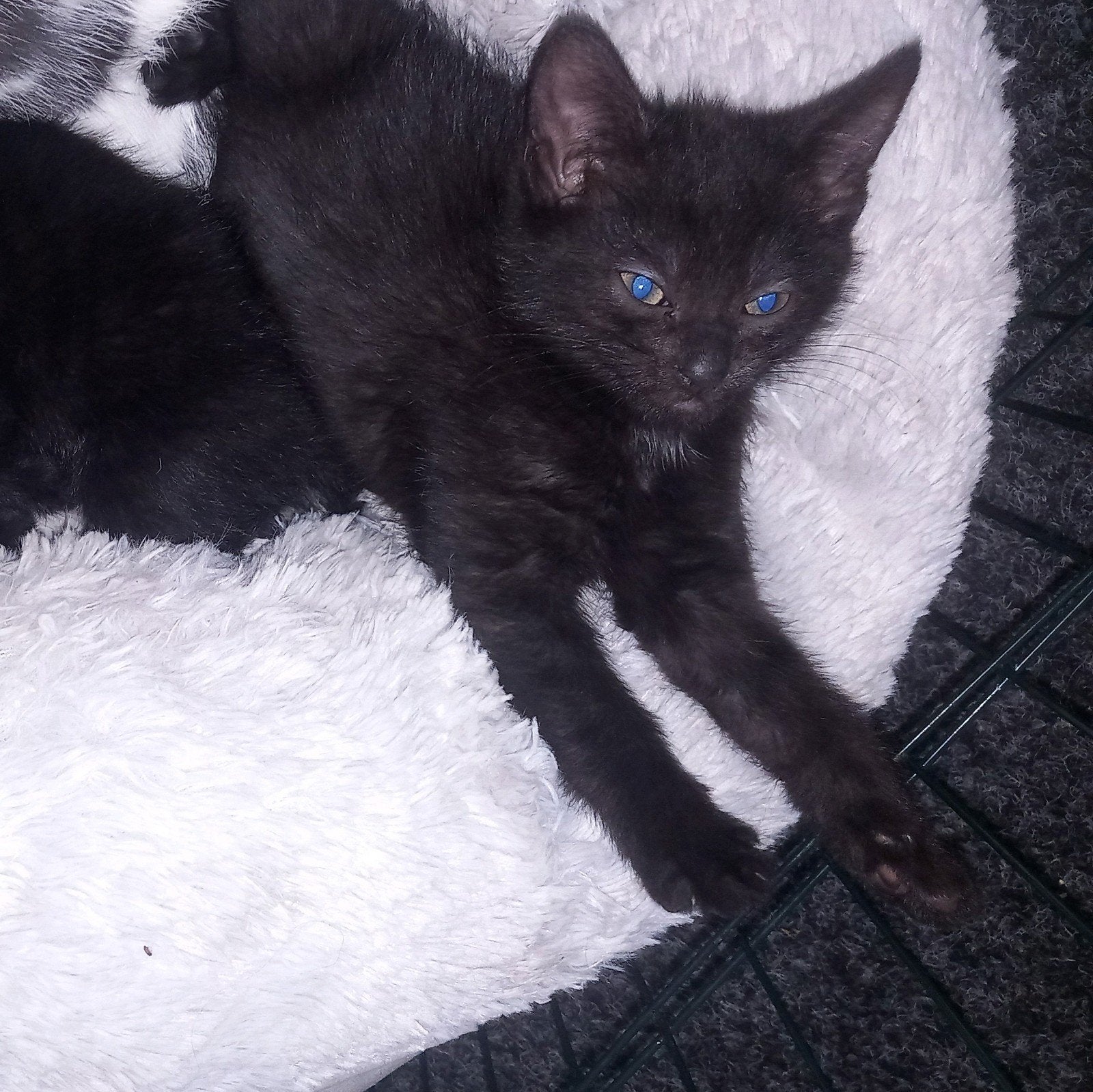 2 kittens, Dieren en Toebehoren, Meerdere dieren