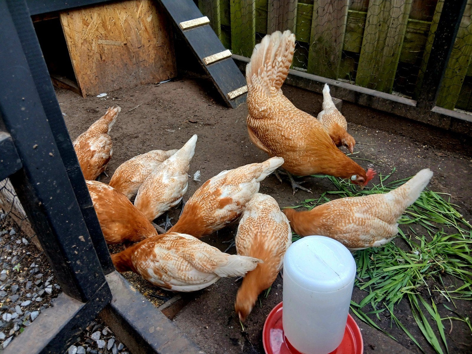 Friese Geelwitpel ! 2,5 maand oud, Meerdere dieren, Kip