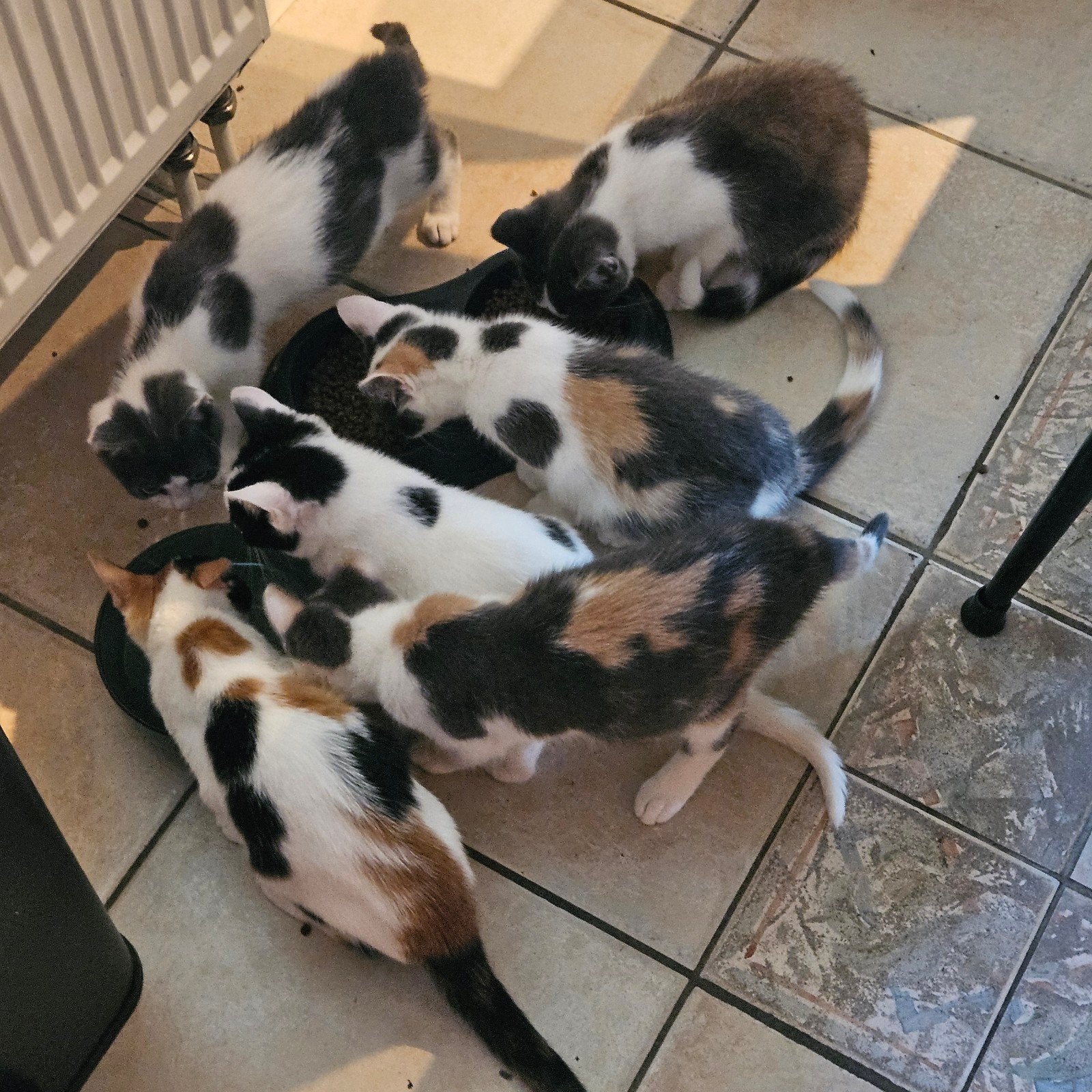 Te koop: mooie kittens, Meerdere dieren