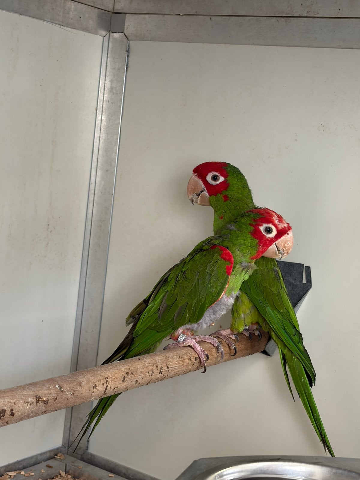 Koppel aratinga guayaquil, Meerdere dieren, Parkiet, Geringd