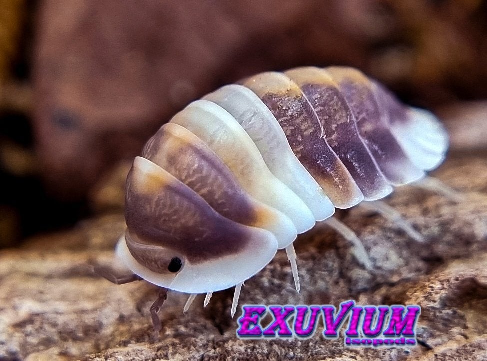 Cubaris sp. Cappuccino isopods / pissebedden, Dieren en Toebehoren, Insecten en Spinnen, Overige soorten