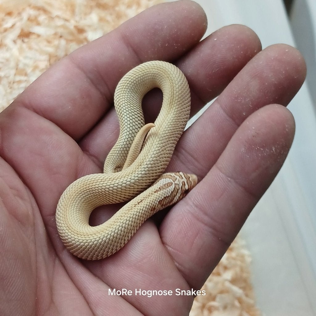 Heterodon nasicus Artic toffee conda en Artic candy, Slang, 0 tot 2 jaar