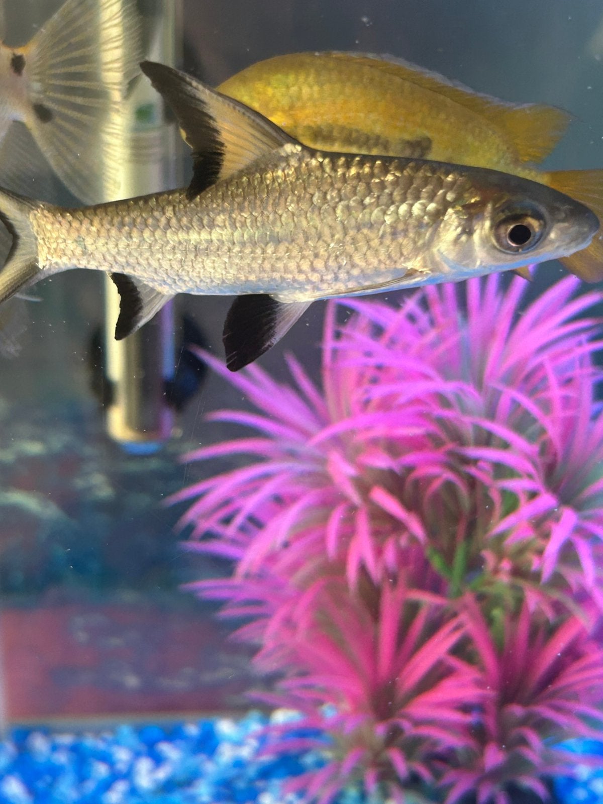 Jonge zilverhaai/bala haai, Dieren en Toebehoren, Vis, Zoetwatervis, Schoolvis