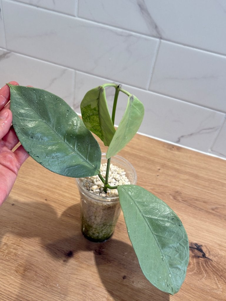 HOYA CORIACEA SILVER, Huis en Inrichting, Minder dan 100 cm, Bloeiende kamerplant, Groenteplant, Halfschaduw