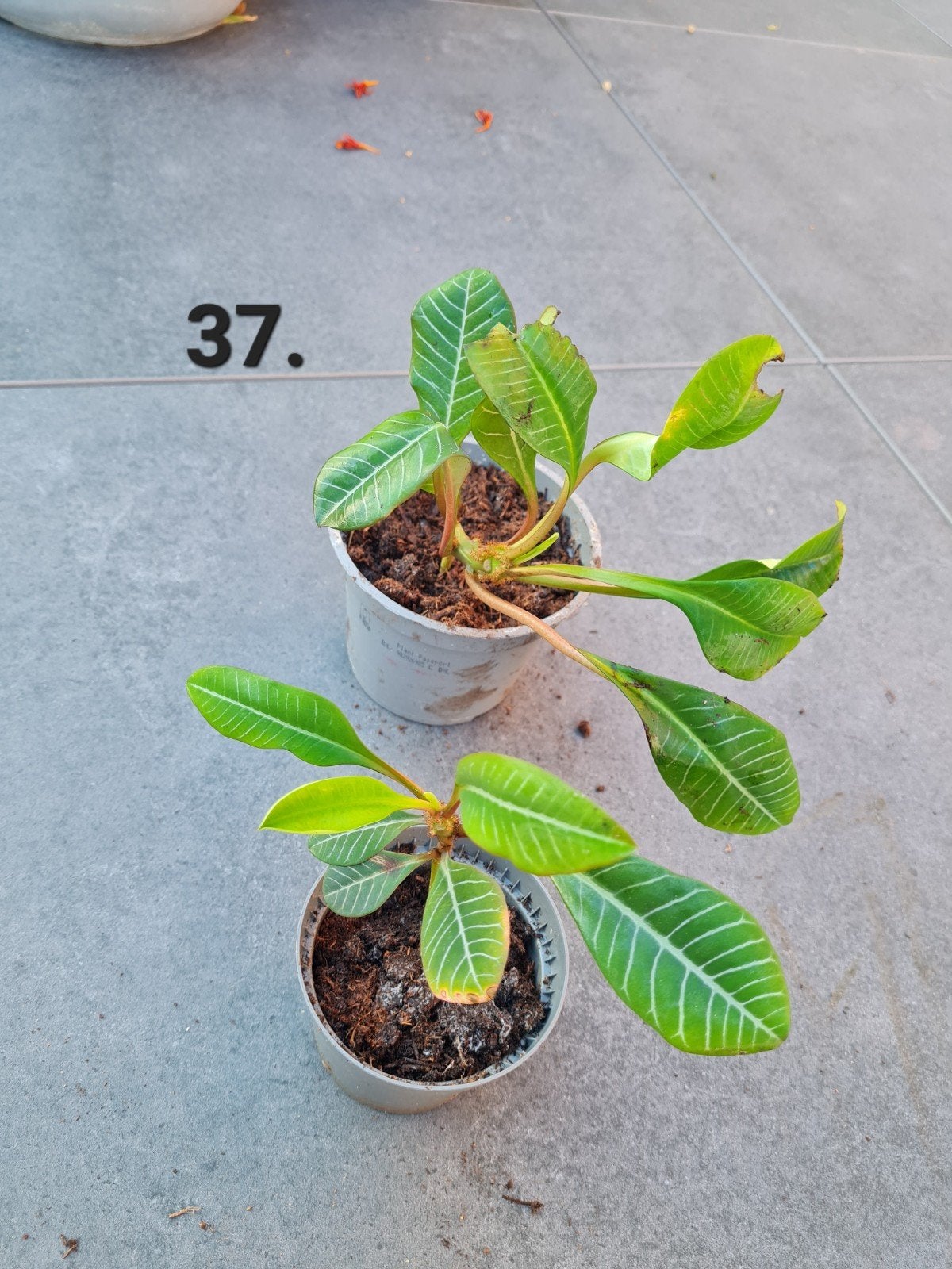 Madagascar jewel planten, bommenwerper, Huis en Inrichting, Kamerplanten, Ophalen of Verzenden, Halfschaduw, Minder dan 100 cm