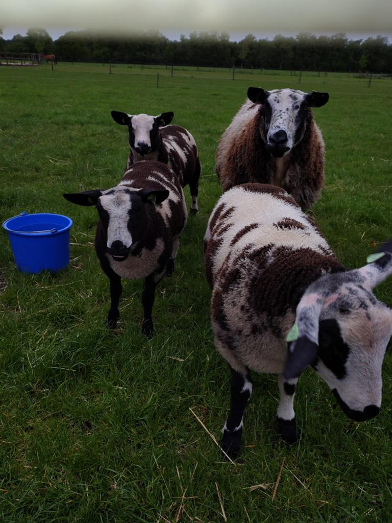 Dekrammen, Schapen, Bonte Schapen, Ram, Mannelijk, Schaap, 0 tot 2 jaar