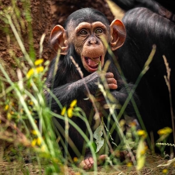 ZOO Antwerpen: 2e kaartje GRATIS (AH spaarkaart), Albert Heijn, Ophalen