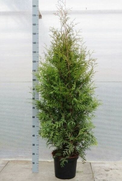 Thuja occidentalis Brabant, conifeer 40-60 cm, Ophalen of Verzenden, Conifeer, Struik, 100 tot 250 cm