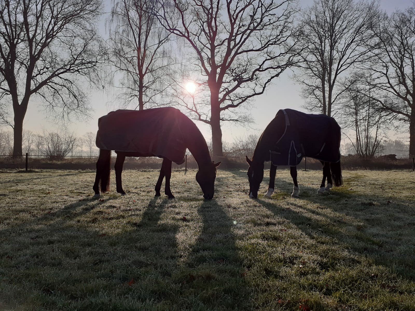 Stalling en weidegang, Stalling