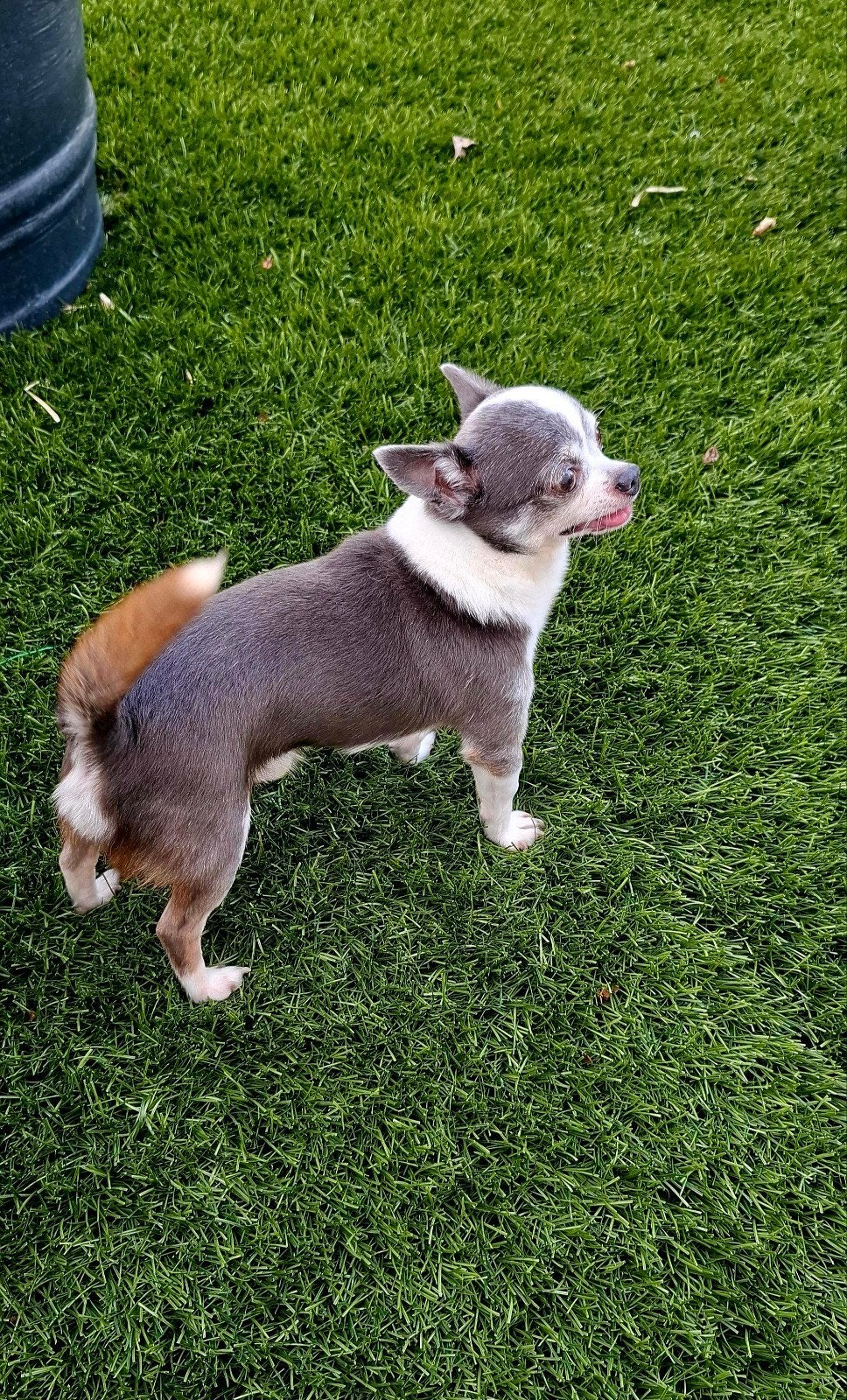 Chihuahua dekreu zeer ervaren kleur Blauw.(niet te koop.), Dieren en Toebehoren, Reu, CDV (hondenziekte), Eén hond, 3 tot 5 jaar