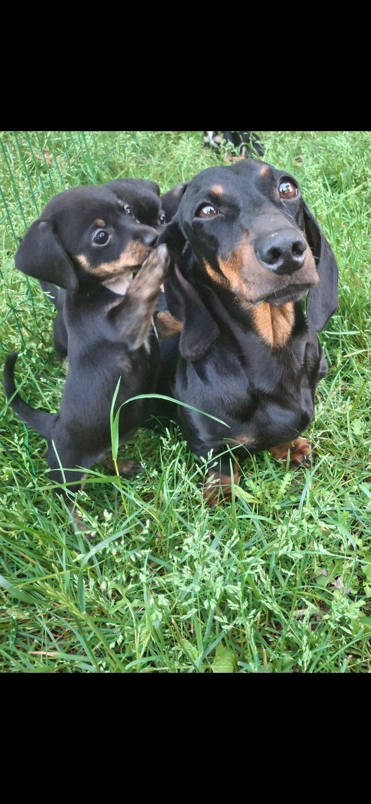 Teckel (moeder) x Chihuahua (vader) = Chiweenie 6 stuks, Dieren en Toebehoren, Honden | Chihuahua's en Gezelschapshonden, 8 tot 15 weken