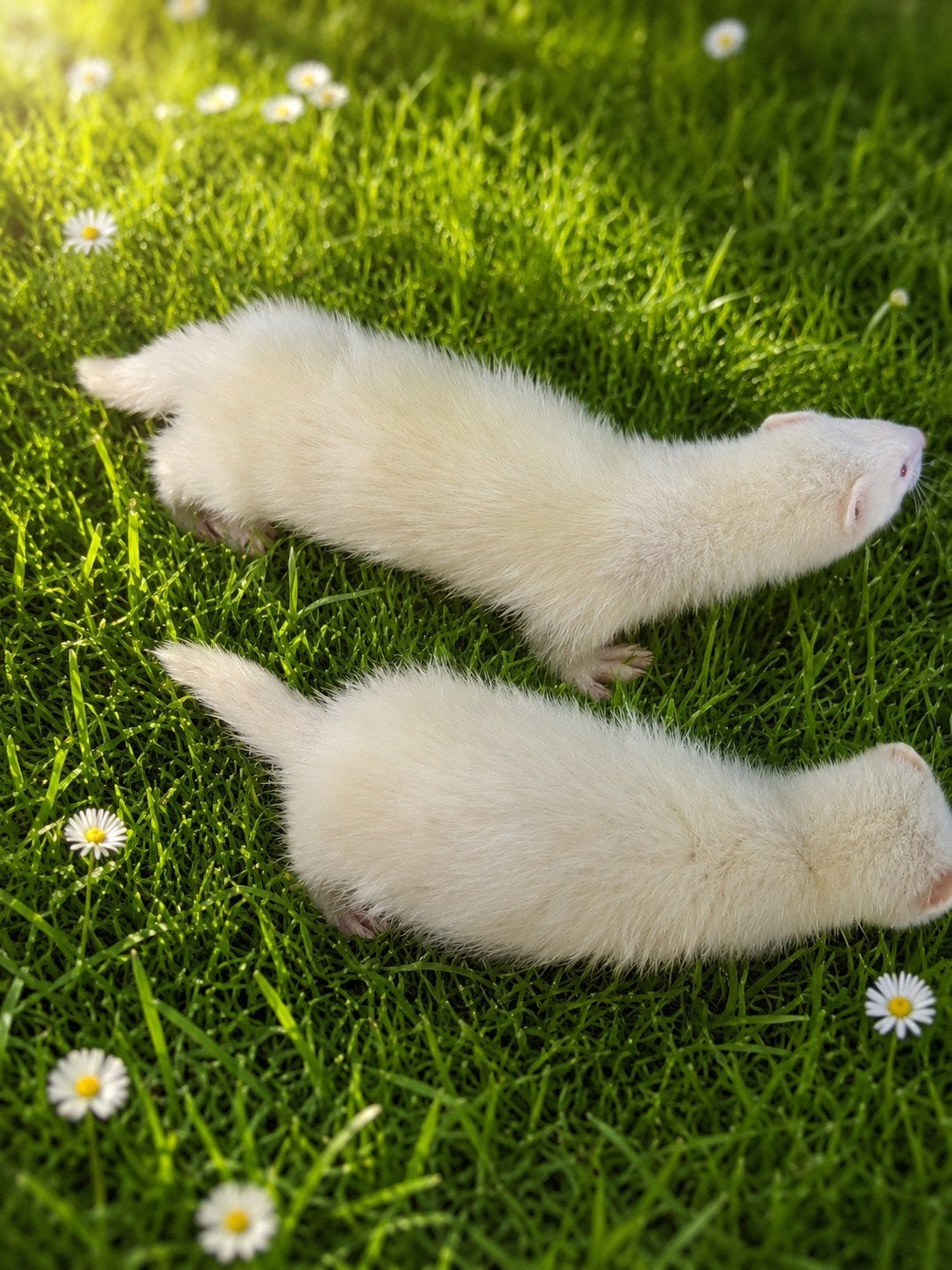 prachtige albino fretpups zoeken een liefdevolle thuis, Fret, Mei, Meerdere dieren, Tam