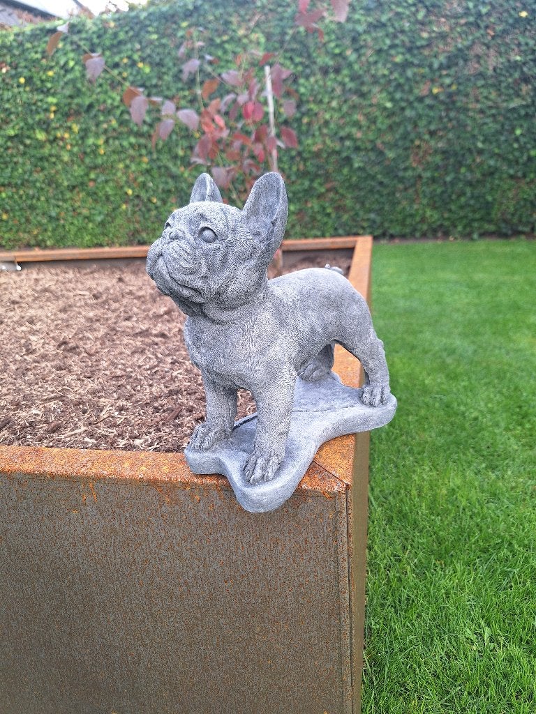 Betonbeeld Franse Bulldog 20x23 cm - Nieuw, Ophalen, Nieuw, Beton, Dierenbeeld
