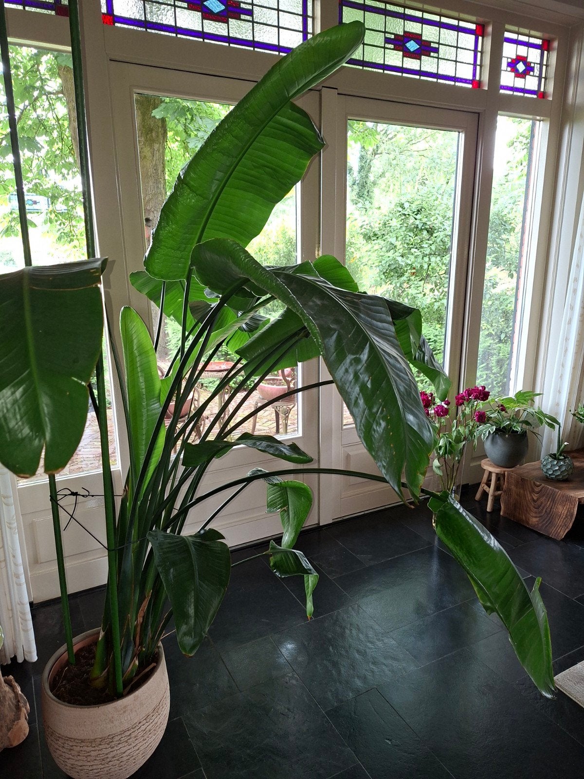 Grote Strelitzia Nicolai (Paradijsvogelplant), Ophalen, 200 cm of meer, Overige soorten, In pot