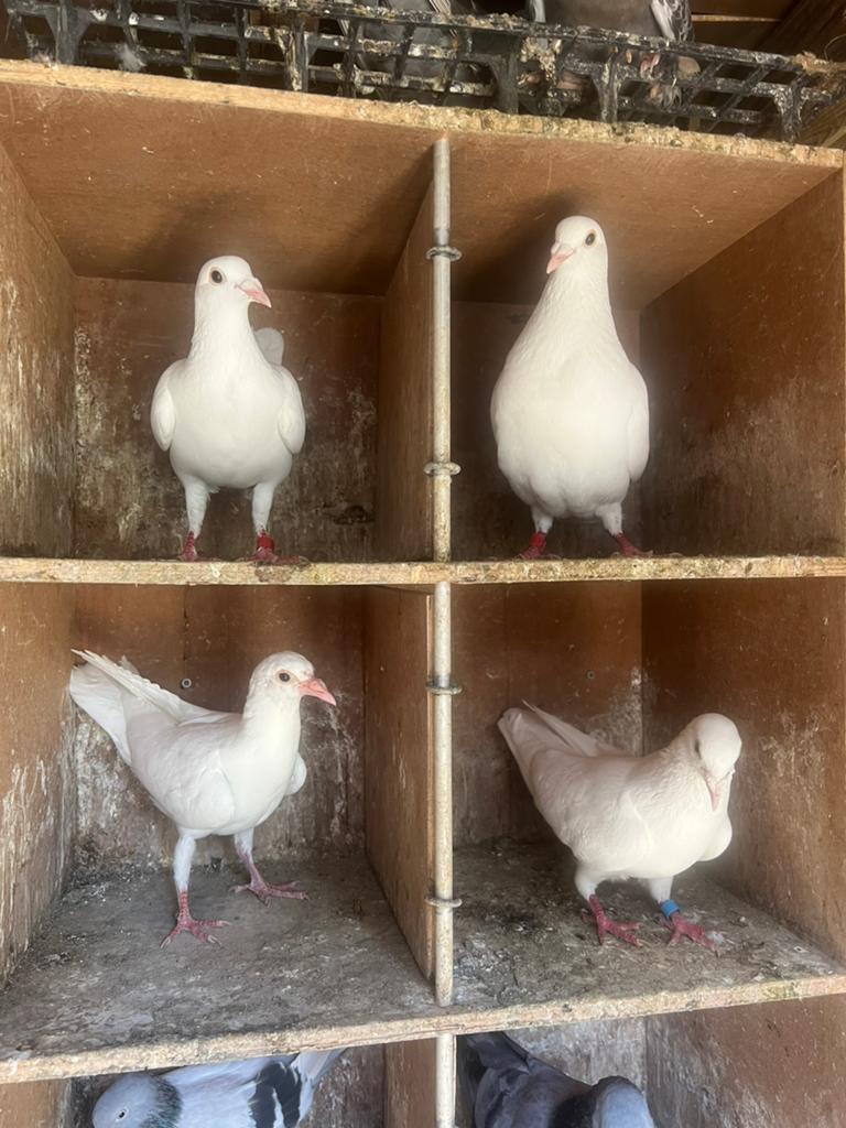 Witte post duiven, Meerdere dieren, Overige soorten