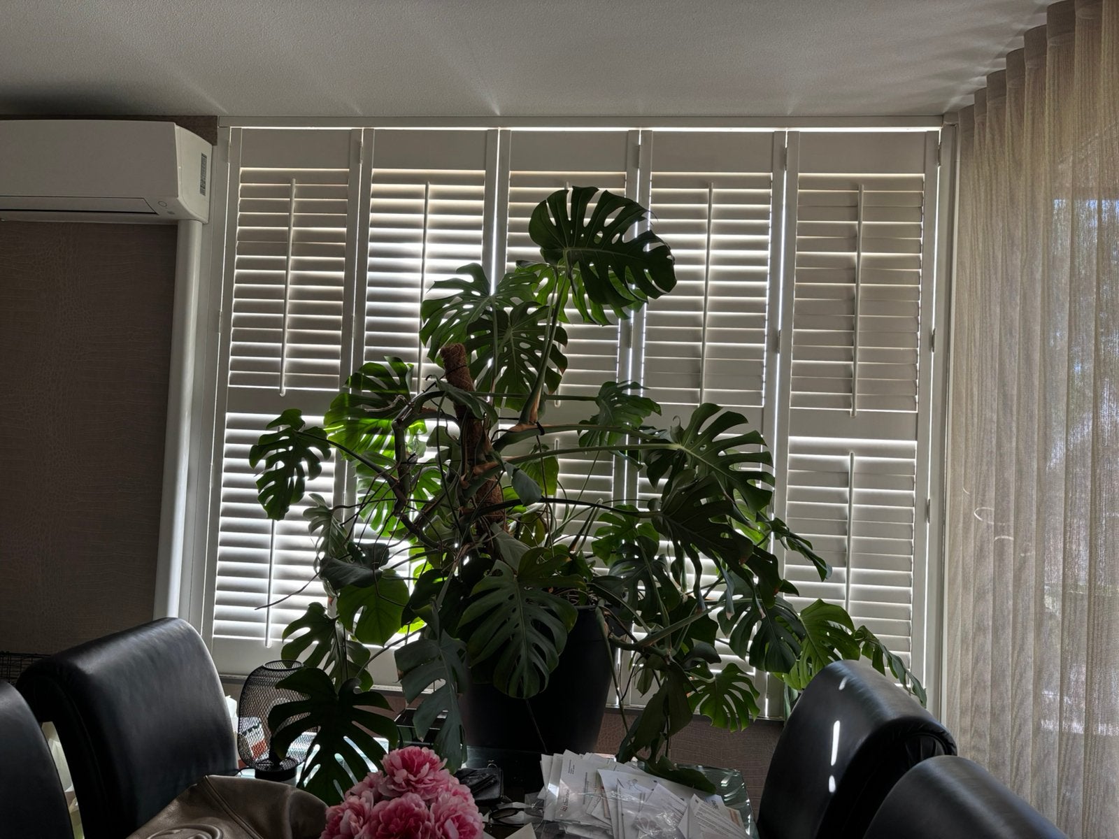 Monstera echt groot, Huis en Inrichting, Kamerplanten, Ophalen, Halfschaduw, In pot, 150 tot 200 cm