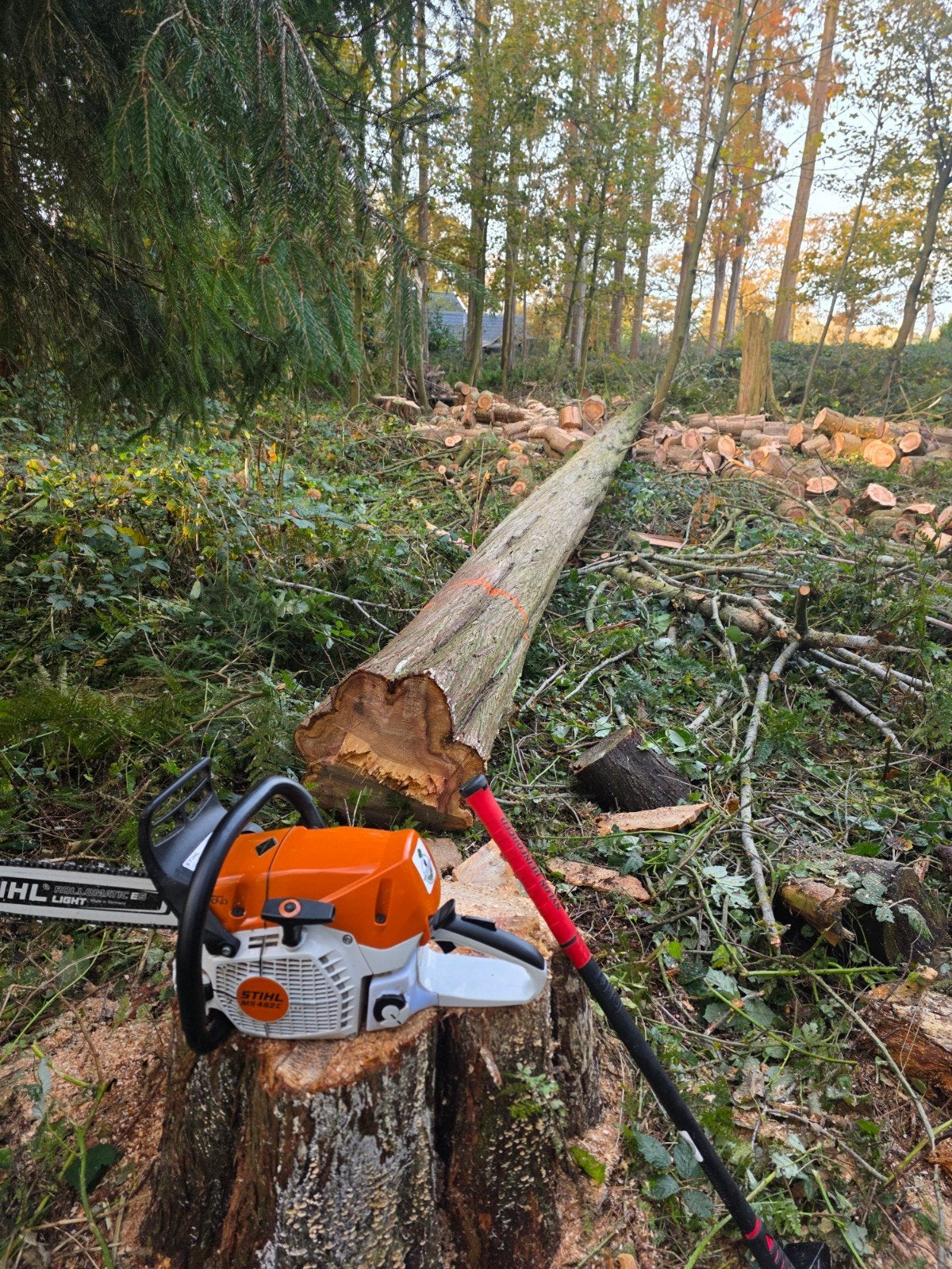 Bomen verwijderen, afvoeren, versnipperen en stobben frezen, 6 m³ of meer, Ophalen of Verzenden, Overige houtsoorten, Stammen