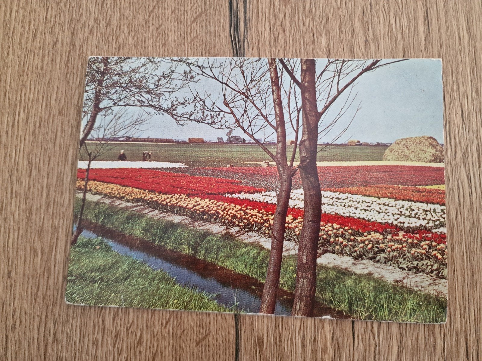 Oude ansichtkaart Keukenhof bloemenvelden 1960, Ophalen of Verzenden, 1940 tot 1960, Gelopen, Zuid-Holland