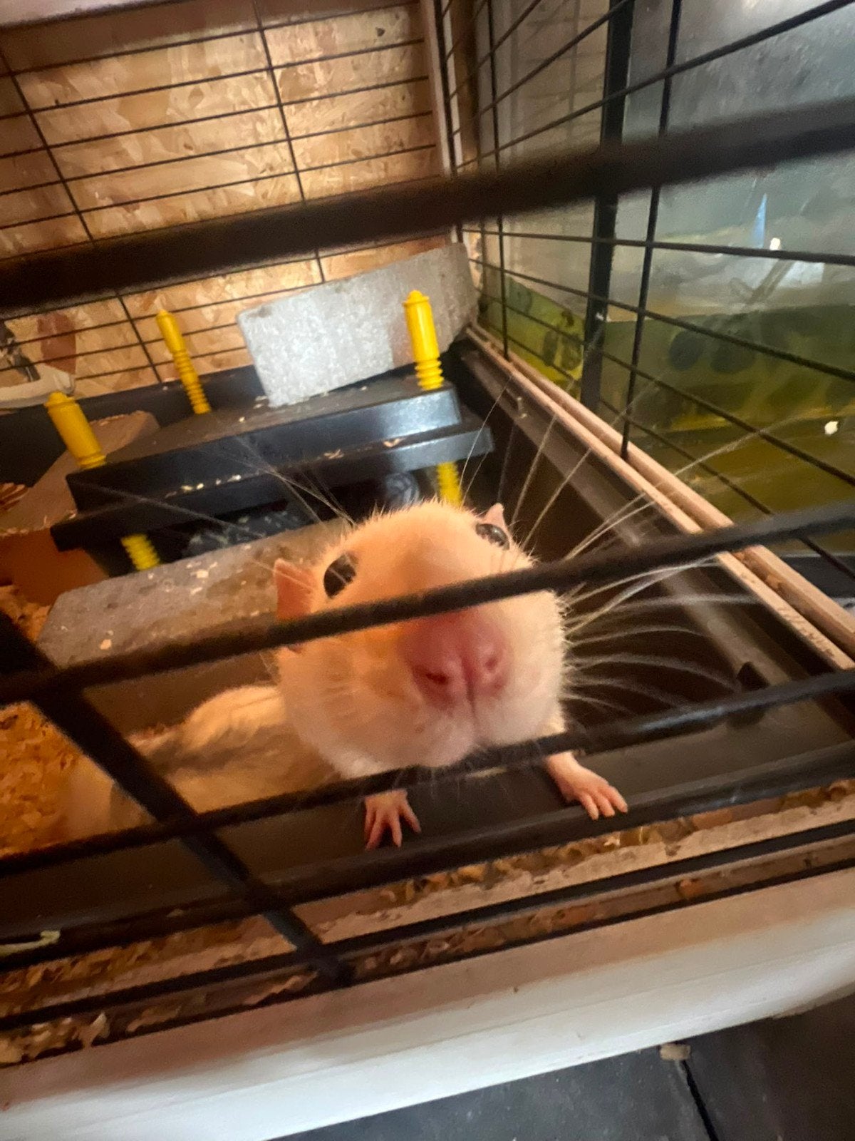 2 lieve tamme ratten+ hok, Dieren en Toebehoren, Rat, Mannelijk, December, Tam