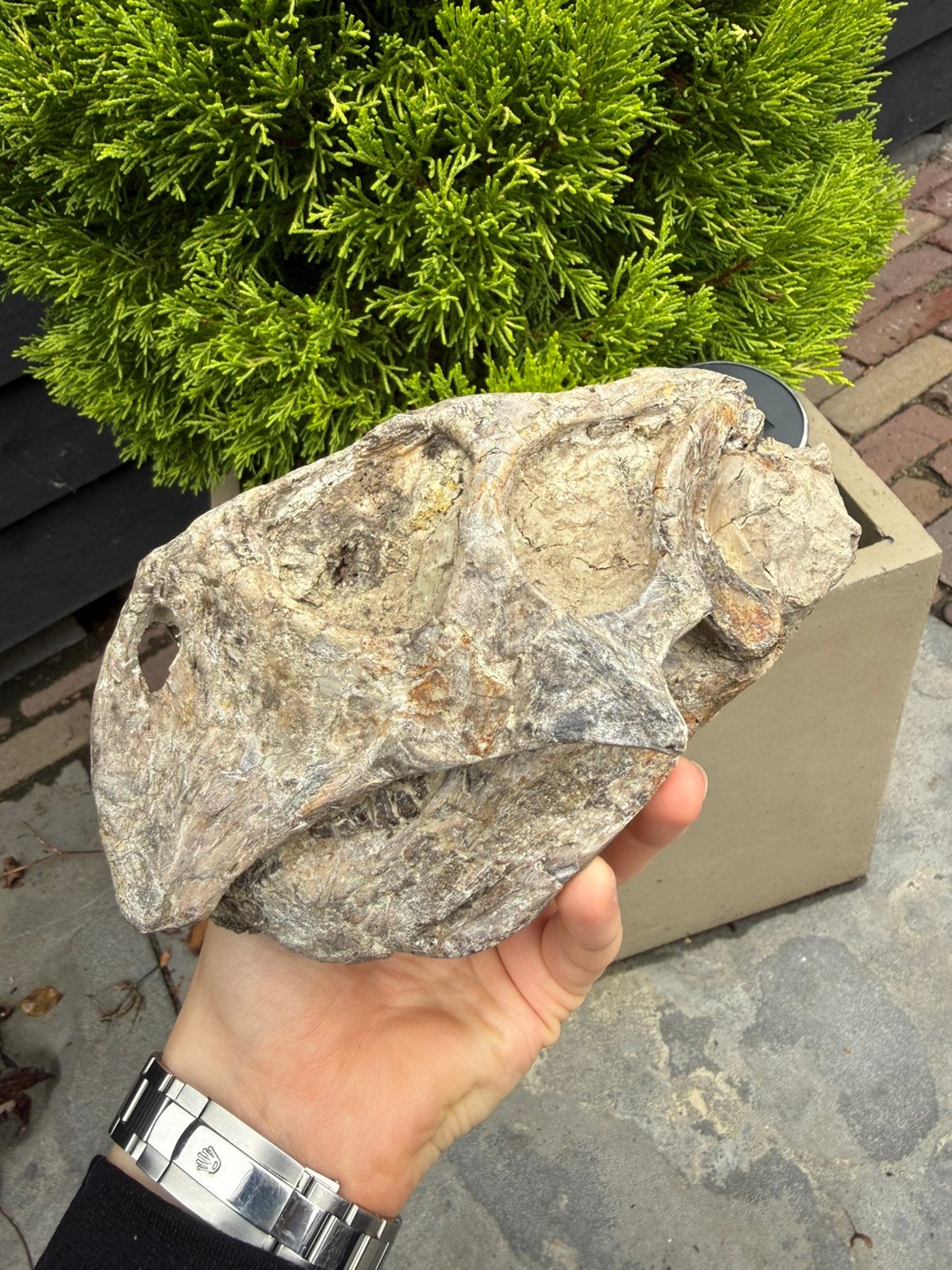 Grote ECHTE Psittacosaurus schedel - Dinosaurus schedel, Ophalen of Verzenden, Fossiel