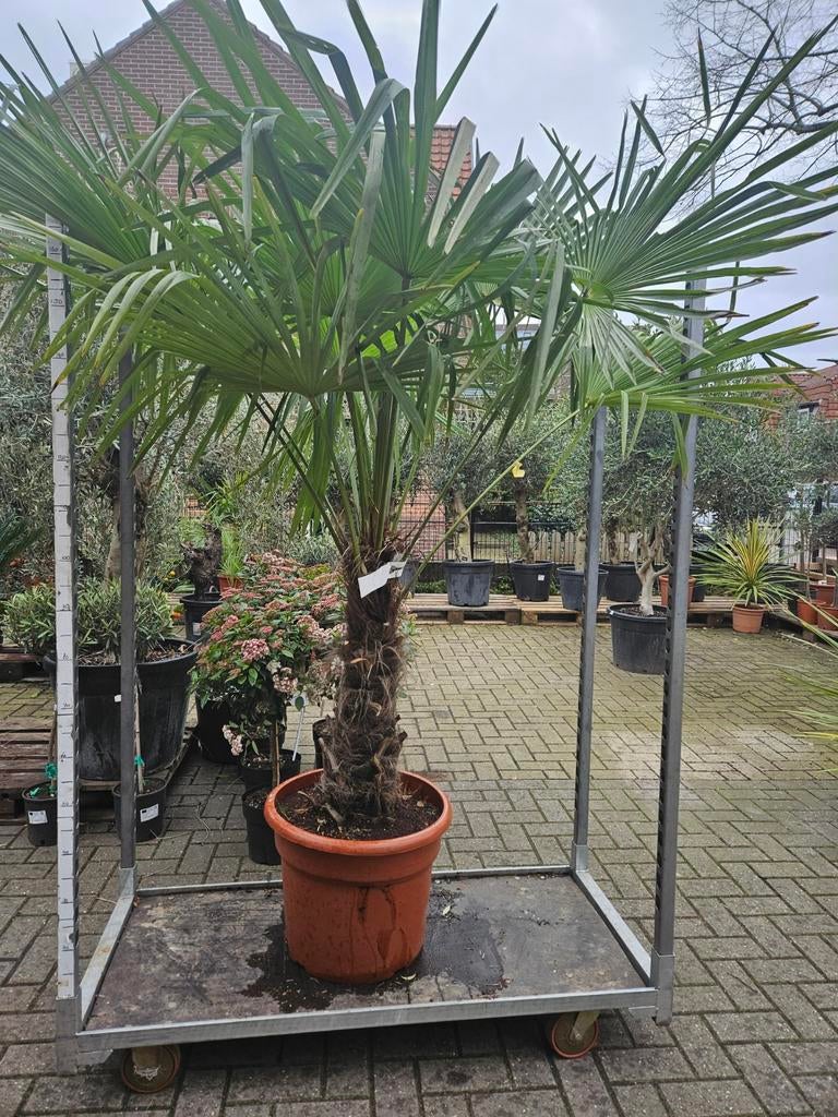 Trachycarpus fortunei: palmboom winterhard, Tuin en Terras, Planten | Bomen, Palmboom, 100 tot 250 cm, Volle zon, Zomer, Ophalen of Verzenden