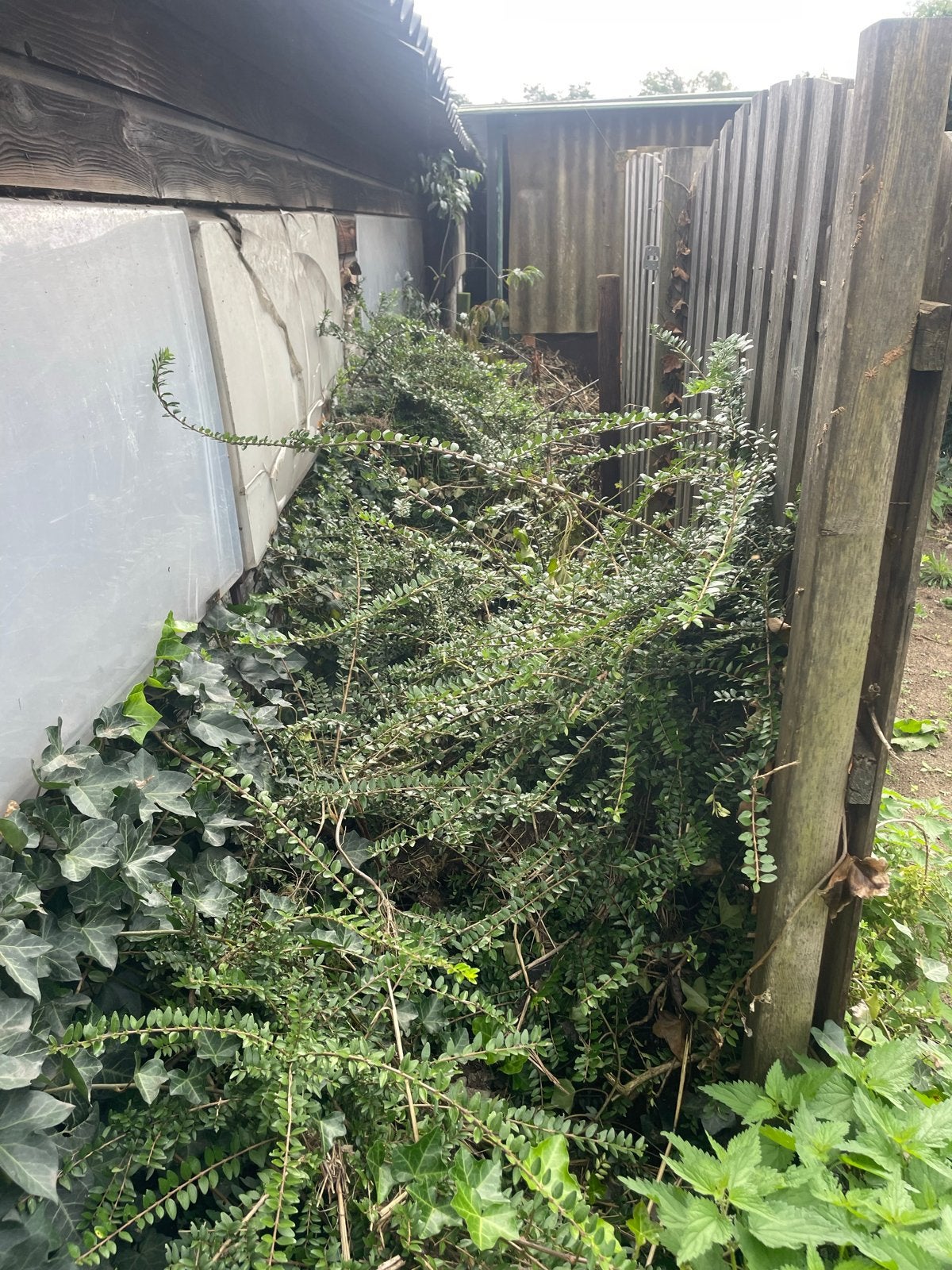 Buxus haagplanten gratis af te halen, Vaste plant, Bloeit niet, Halfschaduw, Ophalen