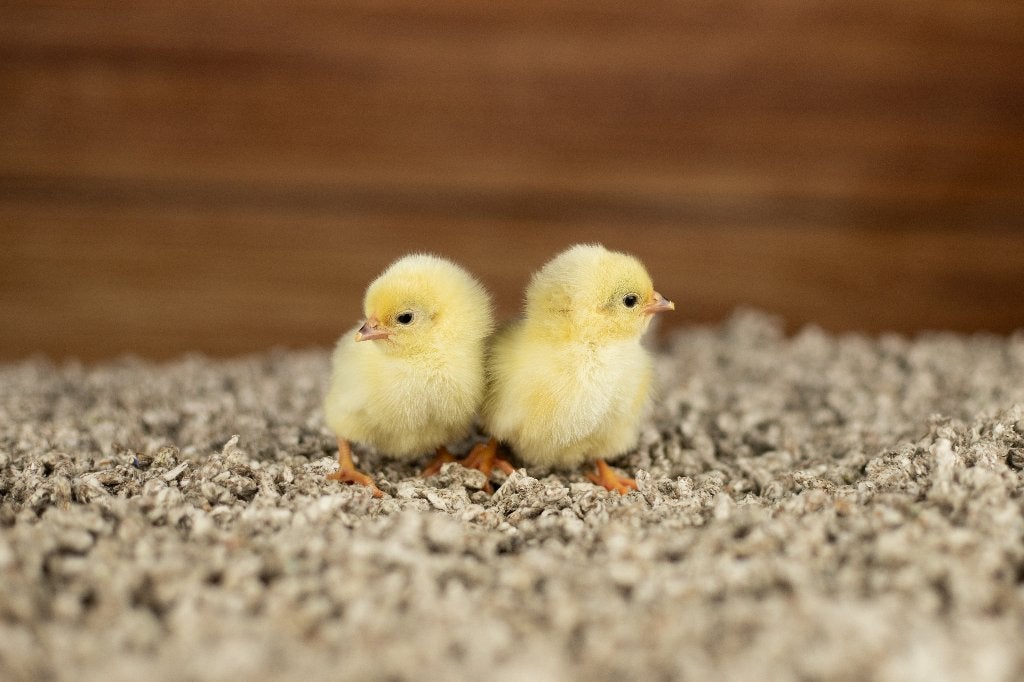 Wyandotte kriel kippen kuikens | Gesekst en Ingeënt, Dieren en Toebehoren, Pluimvee, Vrouwelijk, Kip