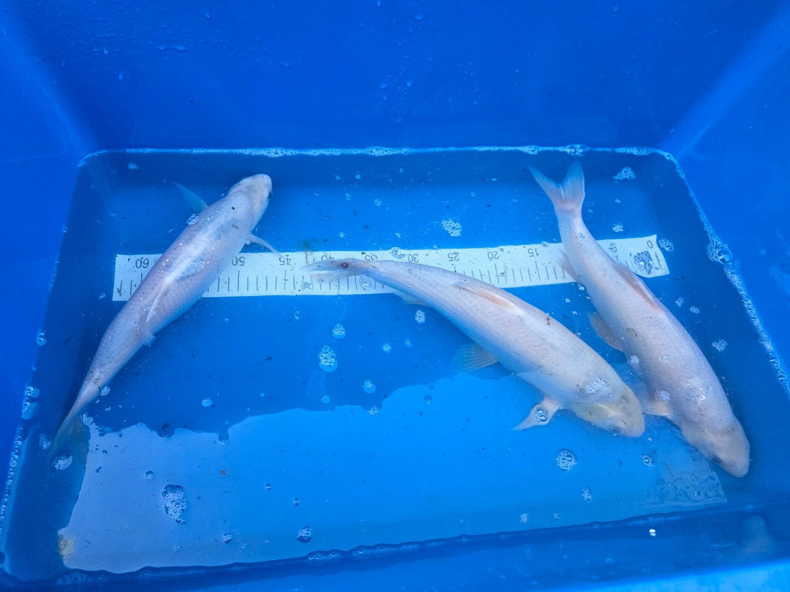 3 grote windes, Baars of Goudwinde