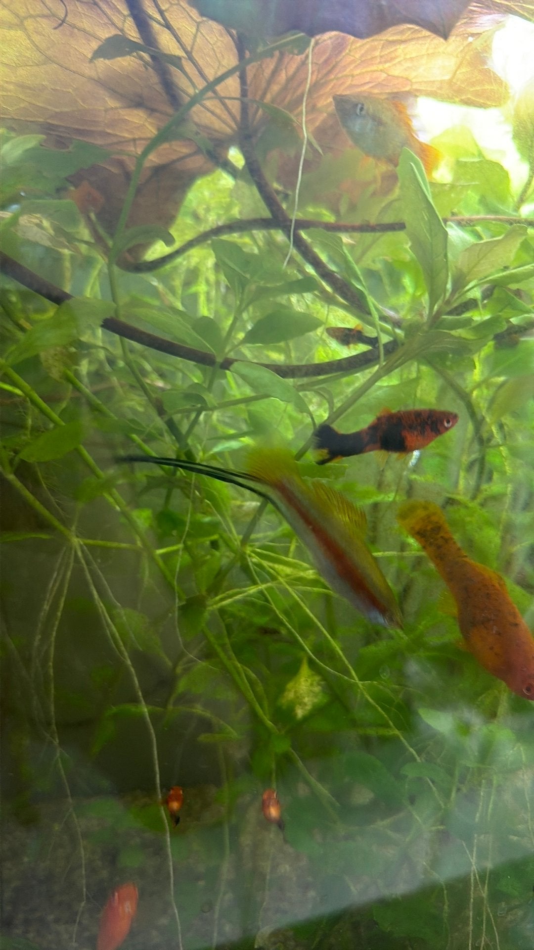 Zwaardragers mannen en juvenielen, Vis