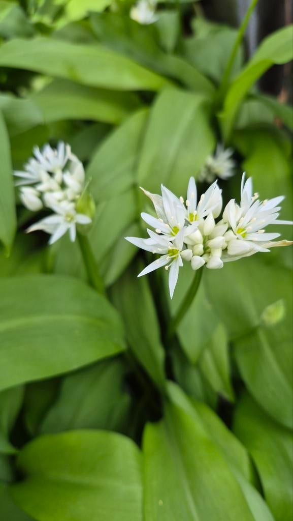 Daslook Allium ursinum wilde knoflook doorwortelde plant p9, Vaste plant, Halfschaduw, Lente, Ophalen