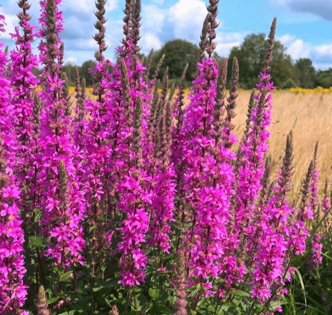 grote kattenstaart planten, Ophalen, Overige soorten, Volle zon