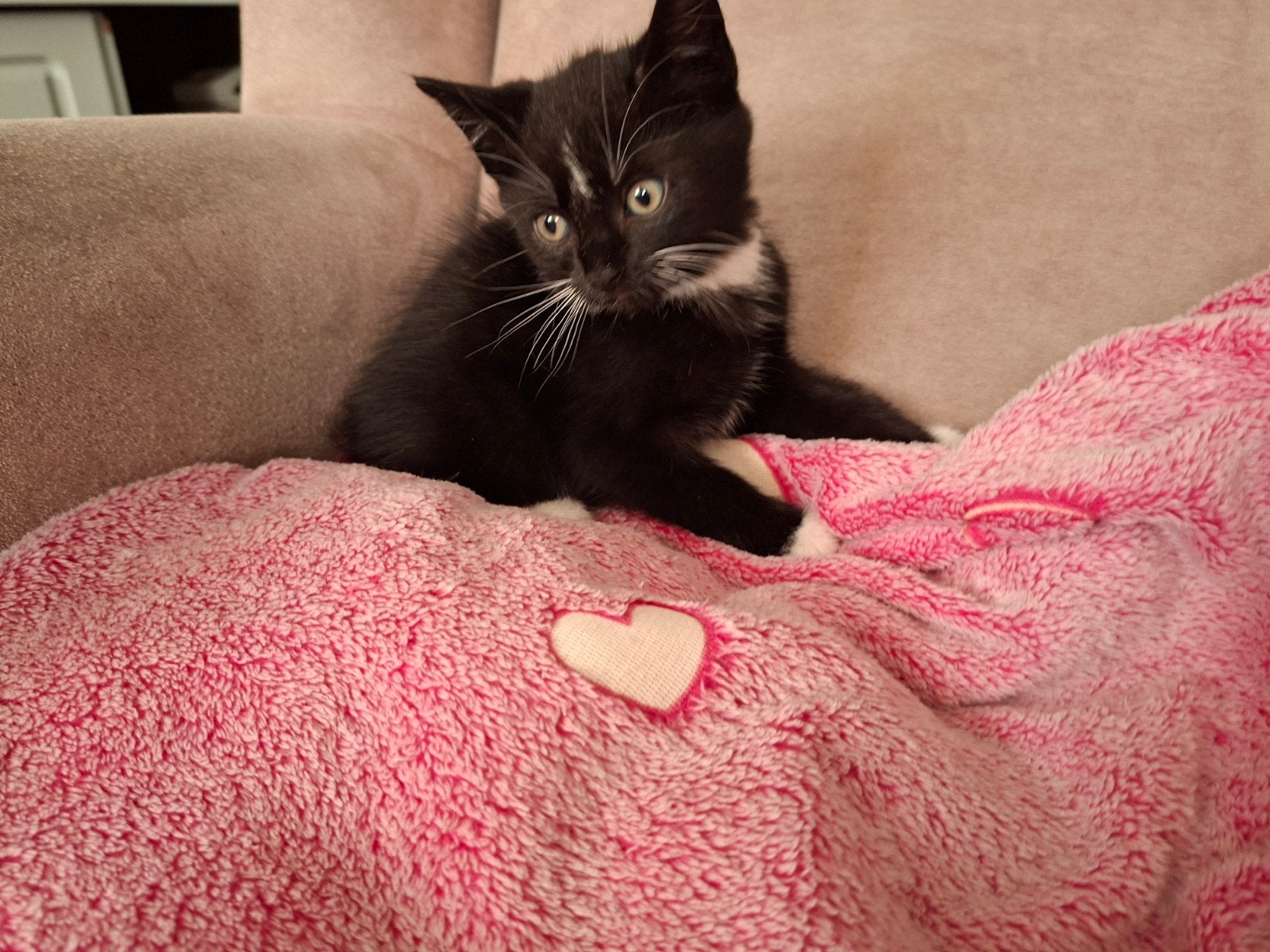 Lieve knuffelkittens, Dieren en Toebehoren, Katten en Kittens | Overige Katten, Kater, Kortharig, 0 tot 2 jaar