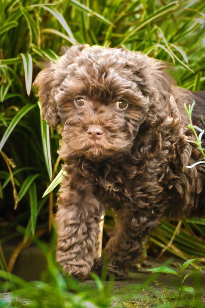 Maltipoo herplaatsing, Parvo, Overige rassen, 1 tot 2 jaar, Teef