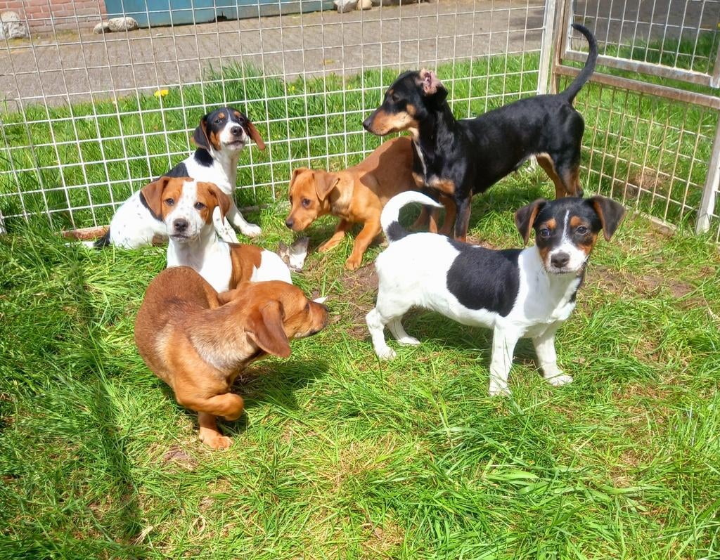 Jack Russel pups., Dieren en Toebehoren, Parvo, Jack Russell Terriër, 8 tot 15 weken, Meerdere