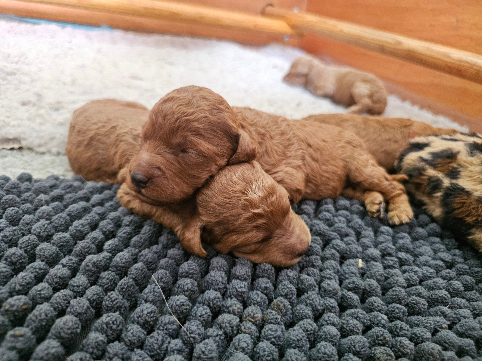 prachtige middenmaat abrikoos poedel pups, 8 tot 15 weken, Meerdere, Meerdere dieren, Middel