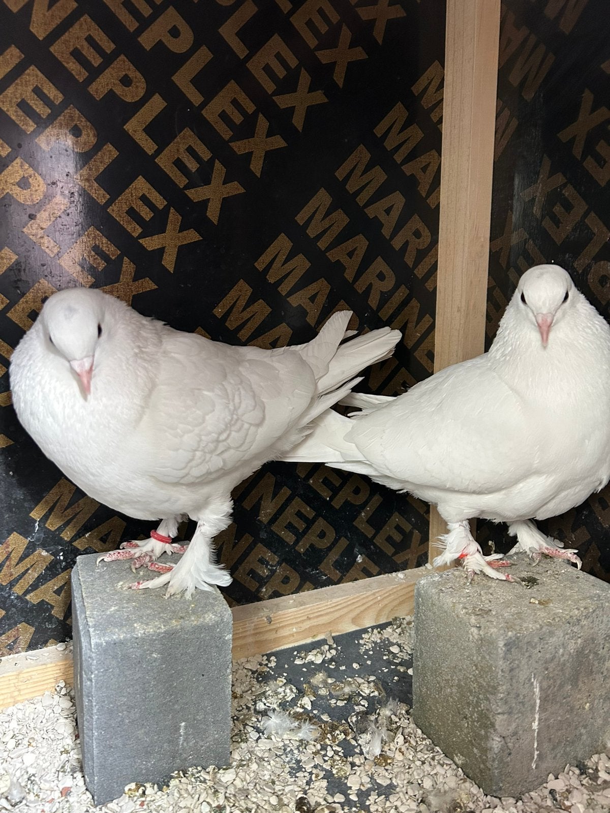 Prachtige koppel witte takla duiven te koop, Meerdere dieren, Tuimelaar of Roller