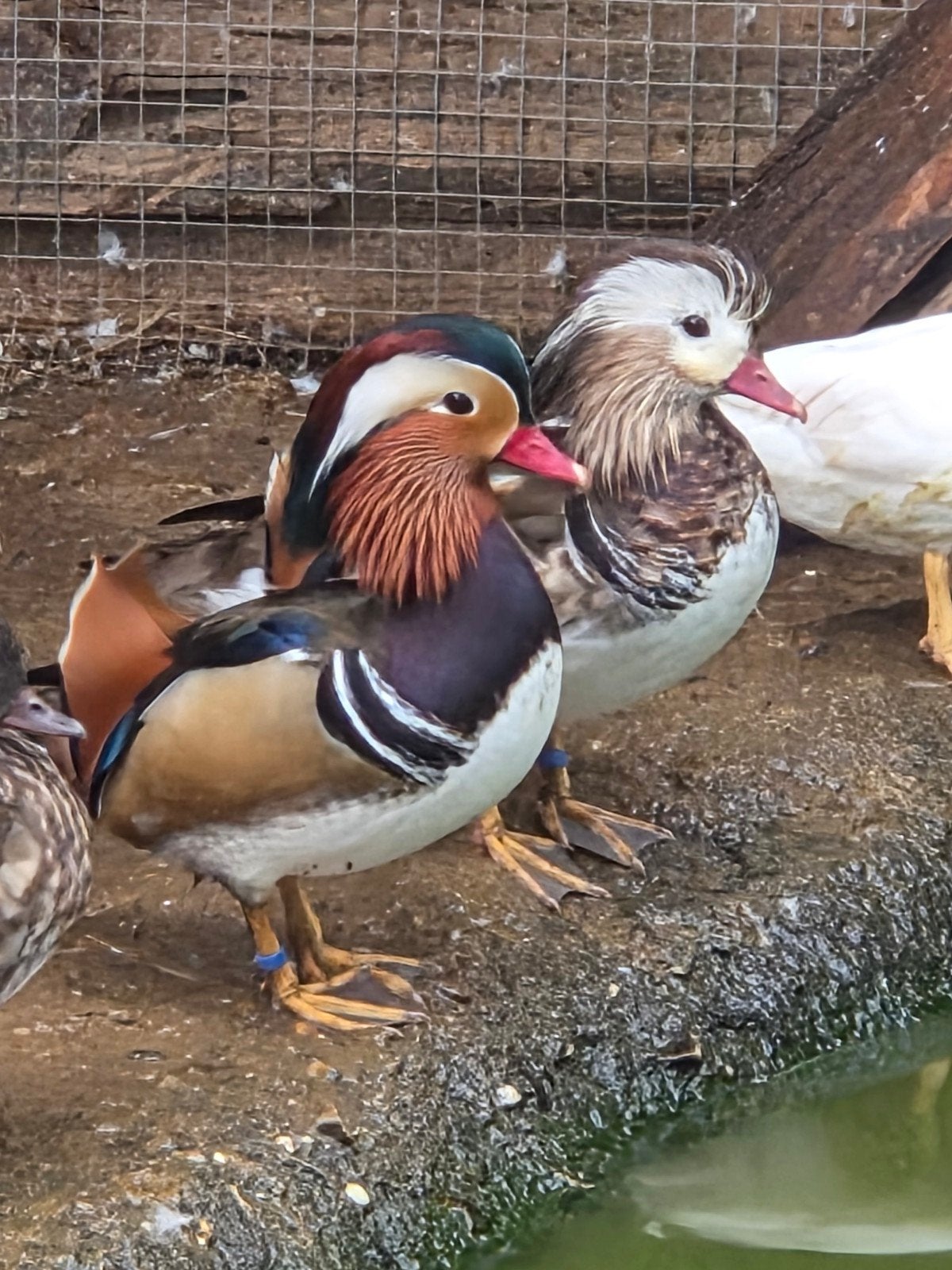 verschillende siereenden te koop 
vliegend en gelewiekt, Dieren en Toebehoren, Pluimvee, Meerdere dieren