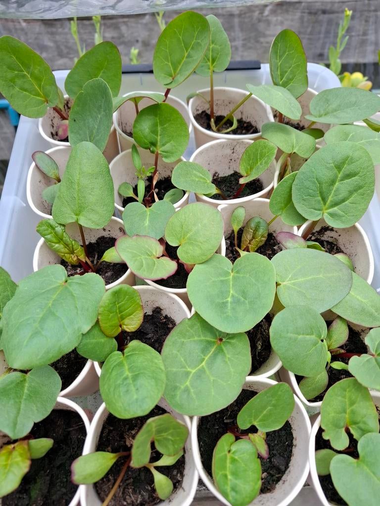 Moestuinplantjes rabarber - Victoria, Tuin en Terras, Planten | Tuinplanten, Ophalen of Verzenden, Groenteplanten, Volle zon