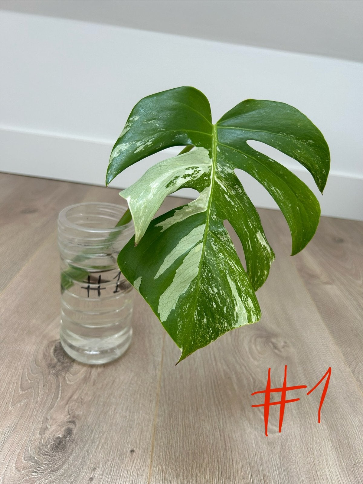 Monstera Albo Variegata Mid Cuttings - €5 Each, Ophalen, Halfschaduw, Minder dan 100 cm