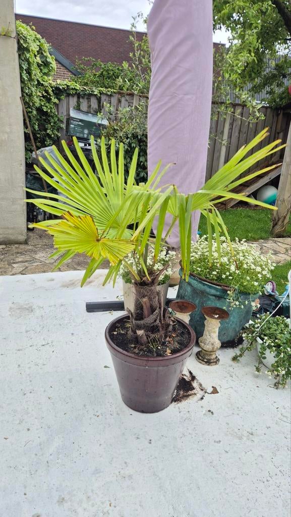 Mooie palmboom in pot - ca. 90cm hoog, Tuin en Terras, Volle zon, Vaste plant, Bloeit niet, Ophalen