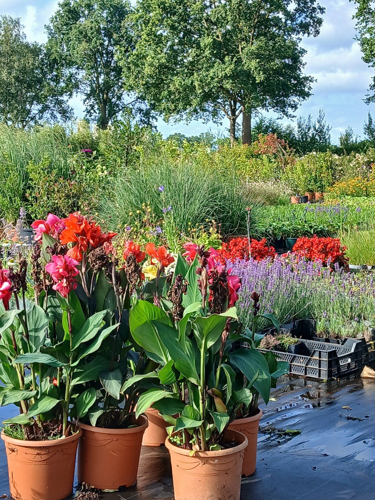 Grote Canna planten: geel, oranje en donkerrood, Ophalen of Verzenden, Overige soorten, Volle zon