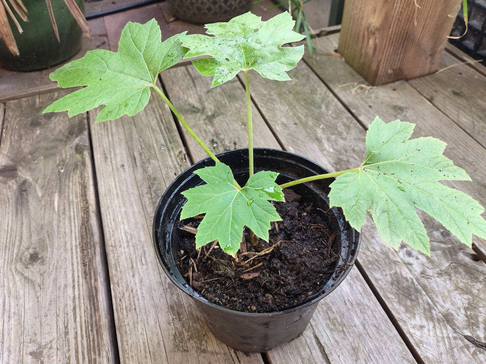 Tetrapanax Papyrifer 'Rex', Tuin en Terras, Ophalen of Verzenden, Overige soorten, Volle zon