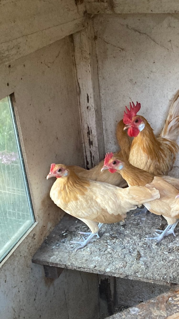 Friese kriel zandgeel, Dieren en Toebehoren, Pluimvee, Meerdere dieren, Kip