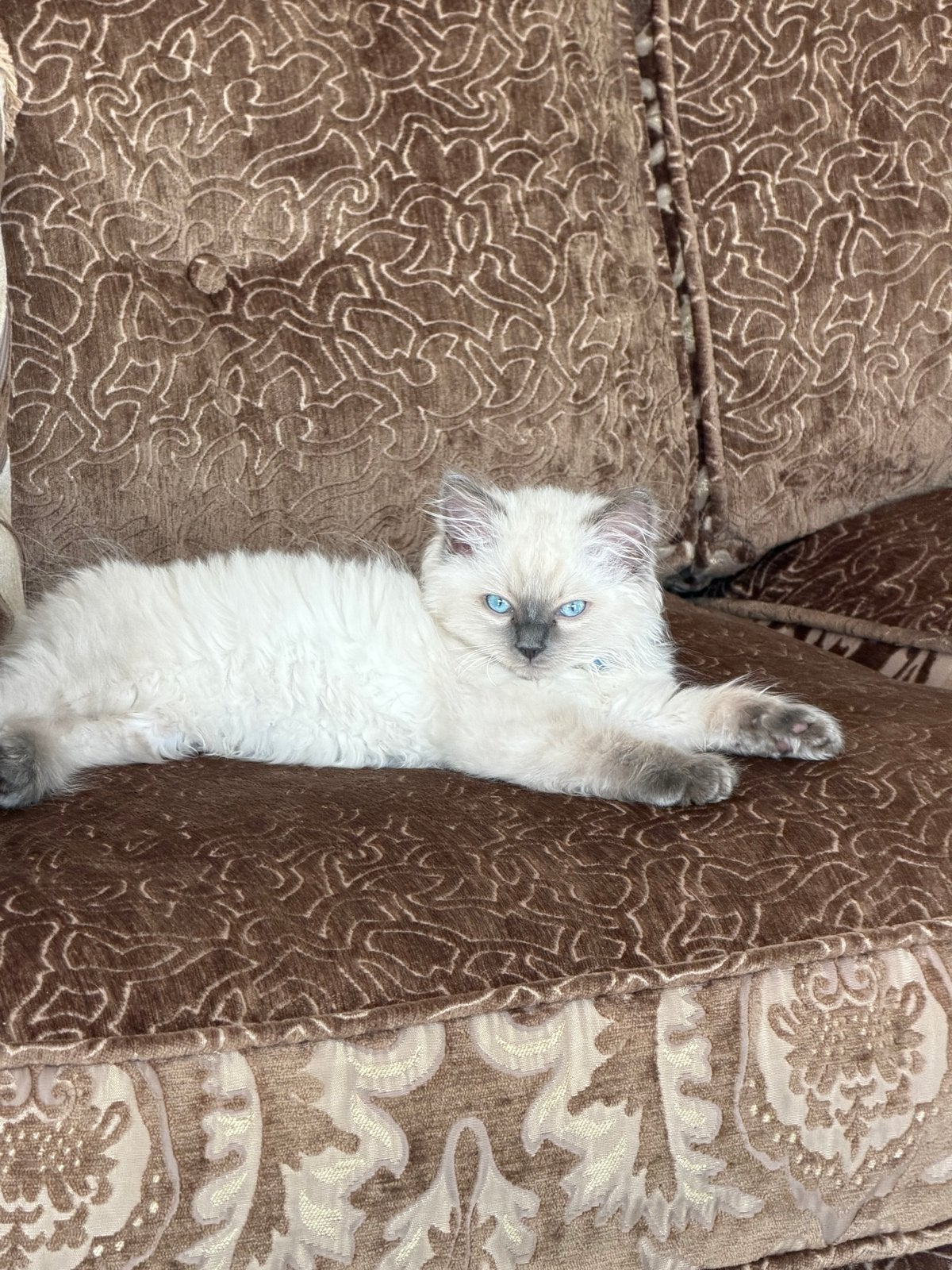 Ragdoll katertje laatste! Z.S.M wegens vakantie, Dieren en Toebehoren, Katten en Kittens | Overige Katten, Kater, Langharig, 0 tot 2 jaar
